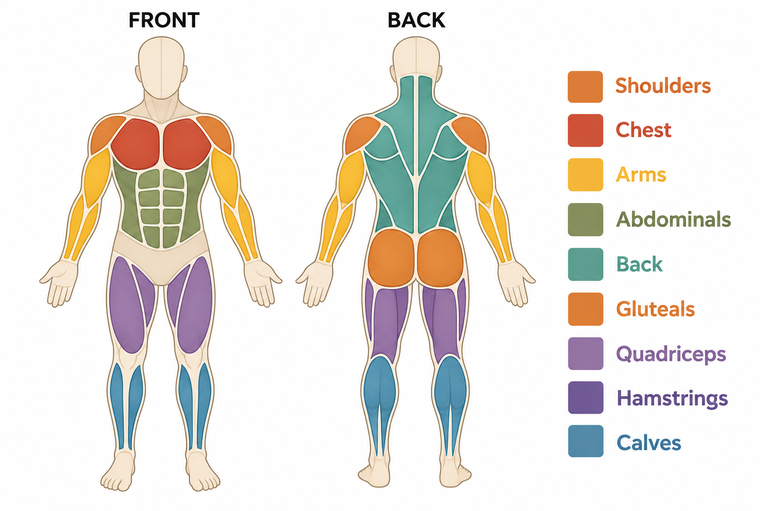 What Happens to Your Body After 60 Minutes of Pickleball (The Actual Science)